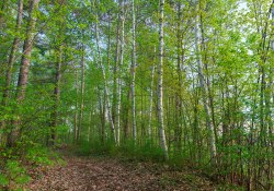33-Landscapes-5