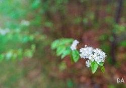 35-Bokeh