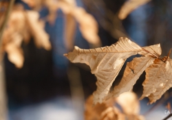 Bokeh