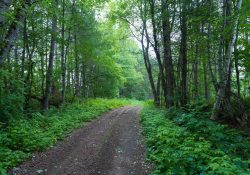 30-Deep-Forest