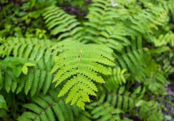 32-Fern