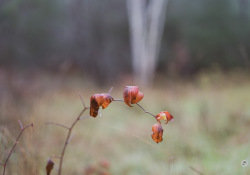 Samples-38