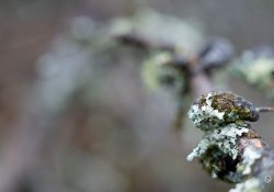 Samples-39