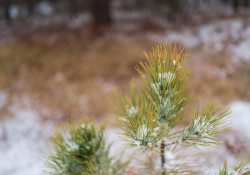 28-Bokeh-4