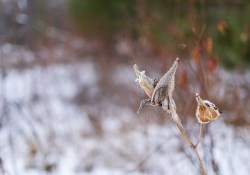28-Bokeh-9