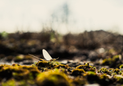 15-Shad-Fly-1