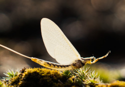 15-Shad-Fly-2
