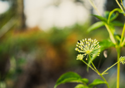 31-Bokeh-Series-1