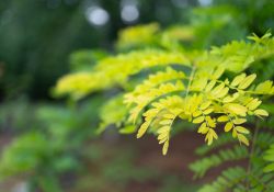 31-Bokeh-Series-3