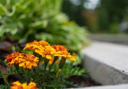 31-Bokeh-Series-4
