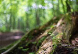 31-Bokeh-Series-6