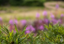 33-Bokeh-6