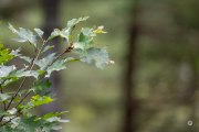 45-Gallery-17
