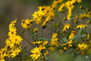 45-Gallery-20
