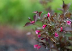 17-Bokeh-5 17-Bokeh-5