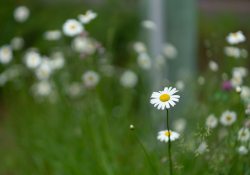 17-Bokeh 17-Bokeh