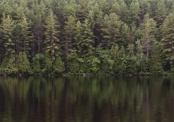 19-Forest 19-Forest