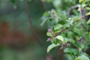 Sony-85mm-FE-10