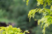 Sony-85mm-FE-11