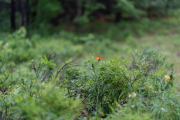 Sony-85mm-FE-12