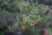 Sony-85mm-FE-18