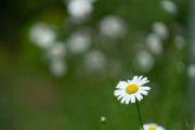 Sony-85mm-FE-2
