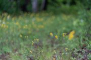 Sony-85mm-FE-21