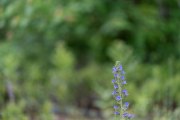 Sony-85mm-FE-22
