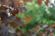 Sony-85mm-FE-4