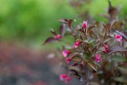 Sony-85mm-FE-8