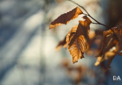 Warm Leaves in a Cold Winter