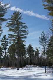 Planar FF Walk-18