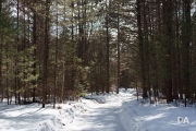 Planar FF Walk-2