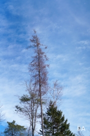 Planar FF Walk-5