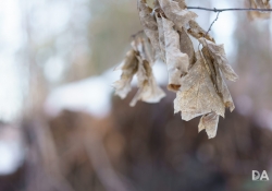 Busier Bokeh-3