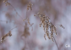 Good Bokeh-2