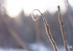 Good Bokeh-3