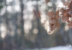 Good Bokeh