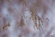Full Frame Samples-14