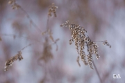 Full Frame Samples-15