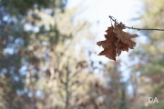 Full Frame Samples-4