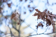 Full Frame Samples-6