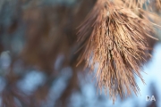 Full Frame Samples-8