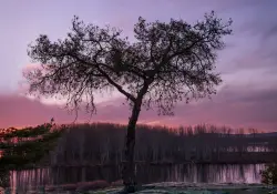 The Tree of Life