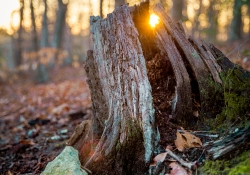 Stumped