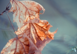 Seasonal Decorations