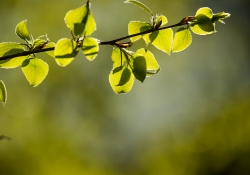Hello, Spring