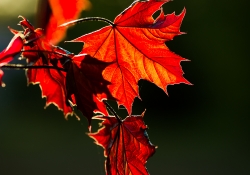 Spring Inferno
