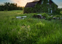 Verdant Decay