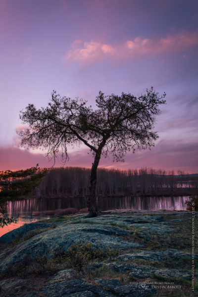 The Tree of Life